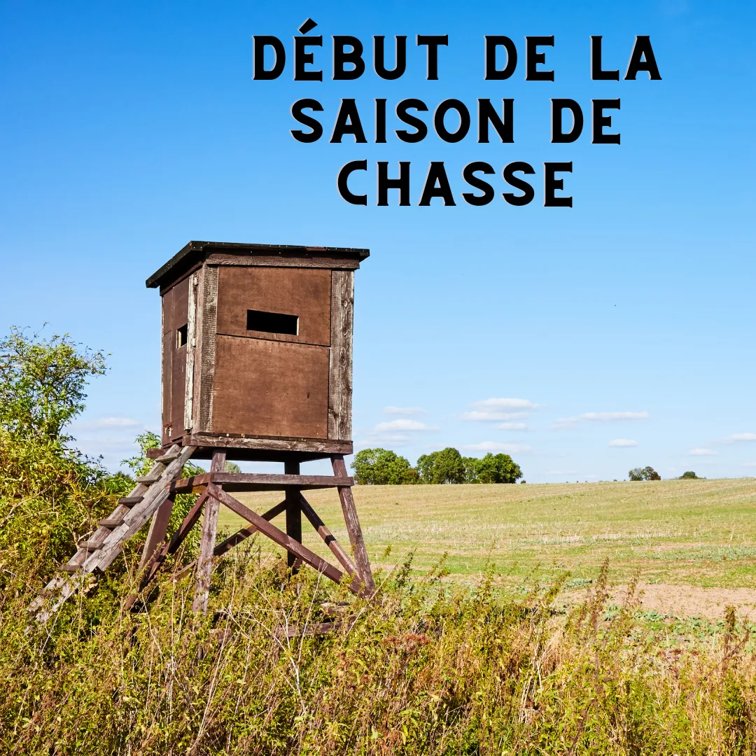 Chasses en battues
