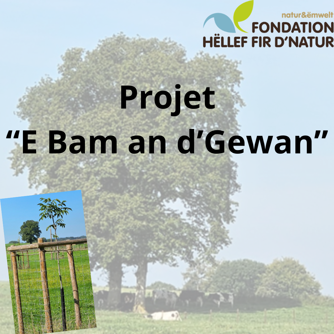 E Bam an d'Gewan